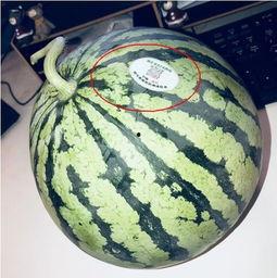 甘肃吃瓜网红,揭秘西北美食圈的热辣故事